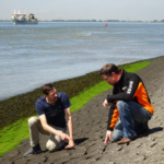 Hugo Ekkelenkamp van NETICS controleert de zetsteen op de dijk in Hansweert