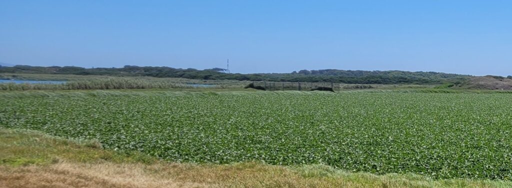 Een waterbron vol met waterhyacinten in Zuid-Afrika